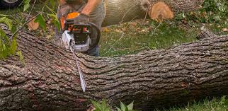 Best Tree Cabling and Bracing  in Sugarland Run, VA